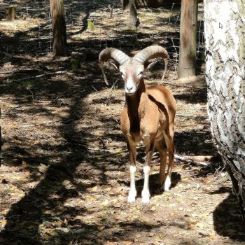 Penzión U Huberta je východzí bod na výlety - neďaleká Nírješská botantická záhrada a mini zoo poteší malých i veľkých